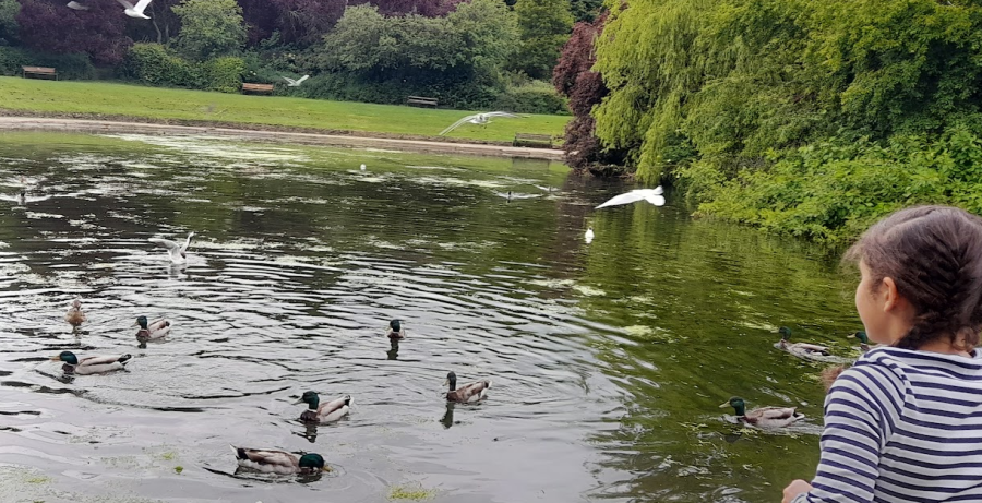The duck pond at Cuttleslowe Park
